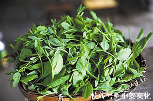 豌豆尖|少吃肉多吃此菜,5块钱1斤,排毒养肝,改善视力,熬夜者多吃好