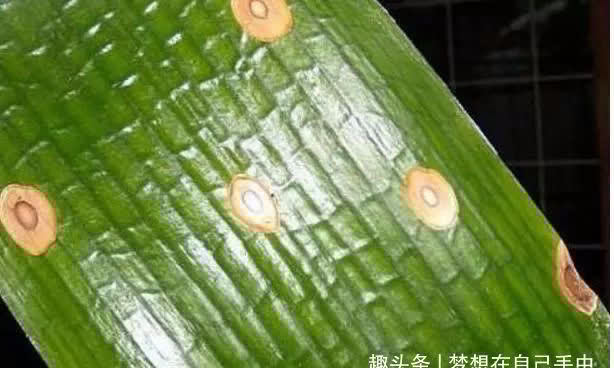 君子兰没有根能栽活吗，三个步骤教你如何栽好君子兰！