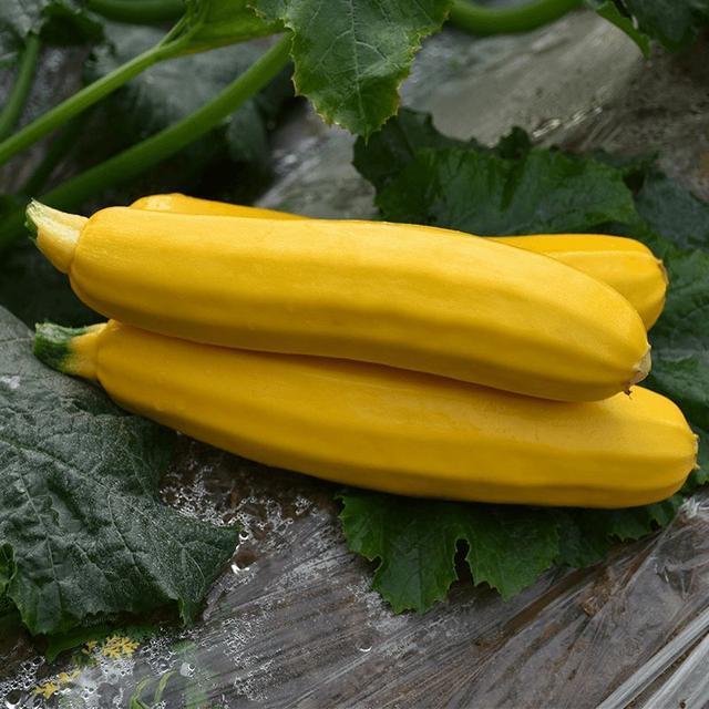 阳台种盆菜,比花还好看,结果还能吃,别提多美了