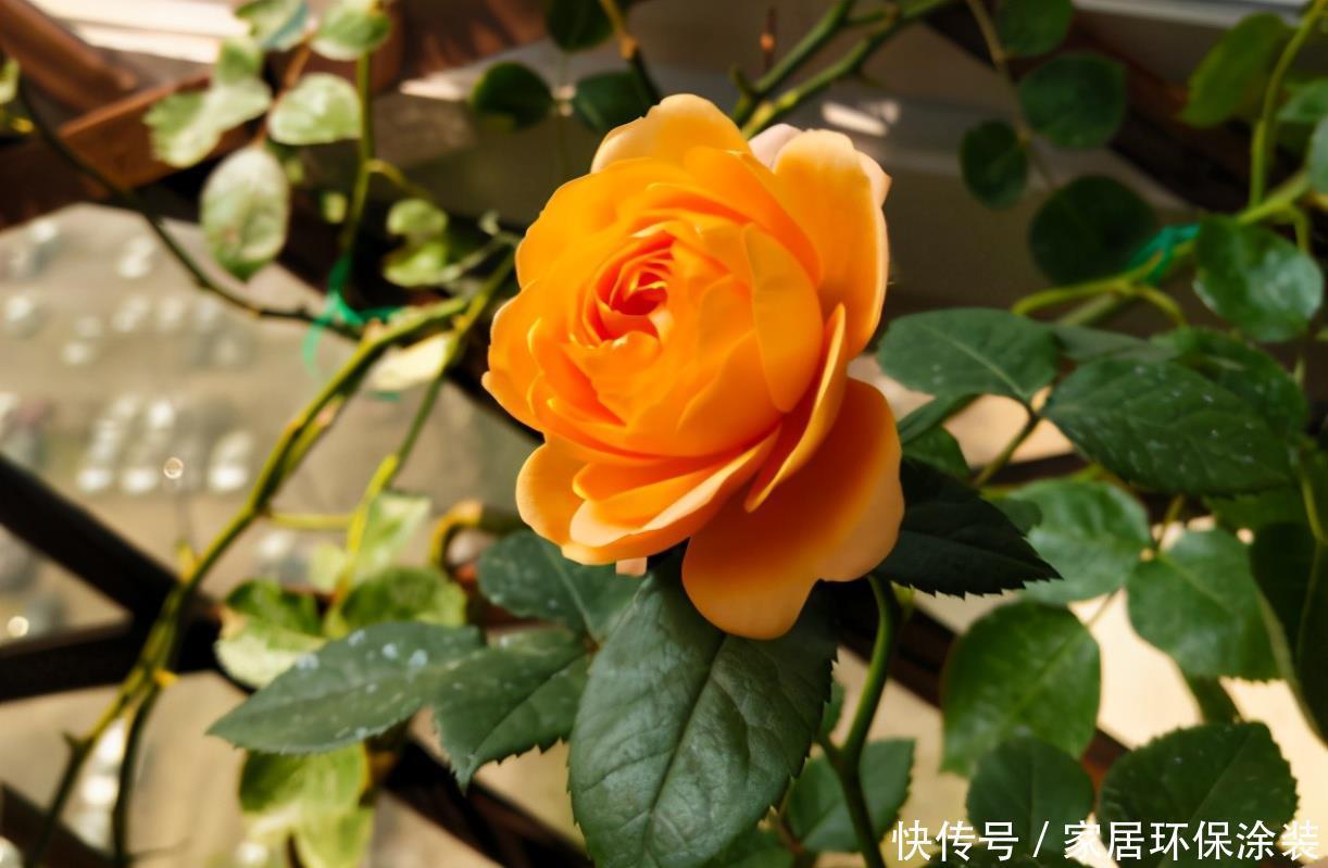 养花有没有技巧?用心记住“这些事”,就能从养花菜鸟变养花高手