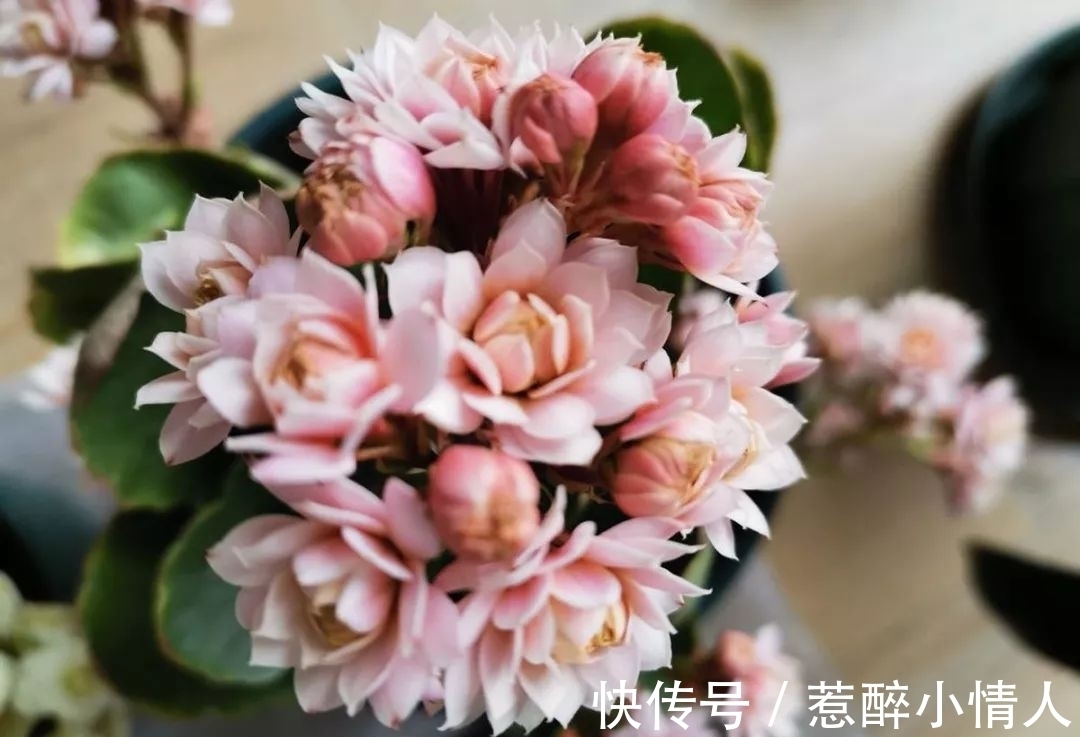 冬天修剪分“轻重”,有的花剪狠了,再也不开花