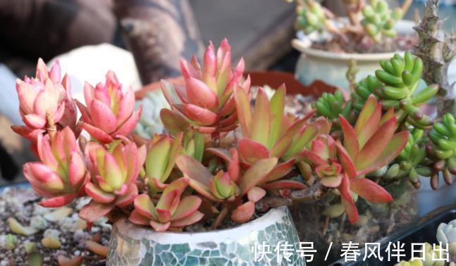 破解|三伏天30度以上，植物休眠，破解浇水养护难点，盆栽安全度夏