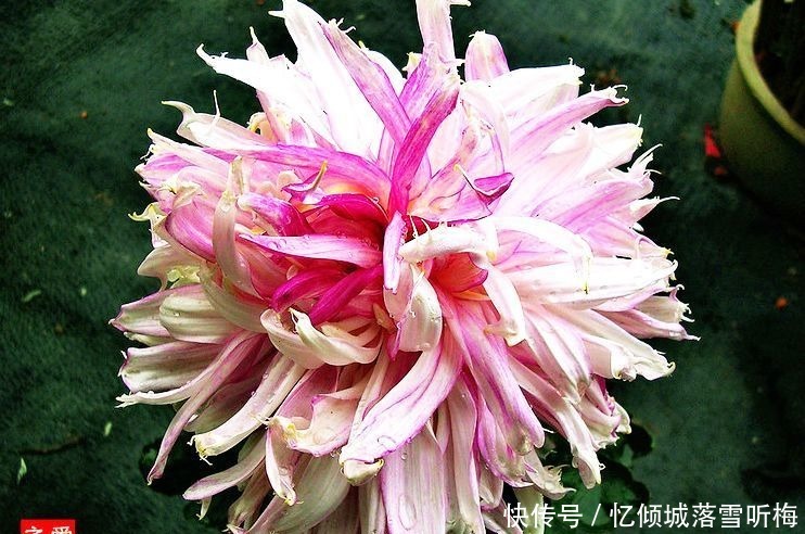 舞春花|喜欢菊花,就养盆“玫瑰精品”罗德斯,花开如丝绒般,高端艳丽