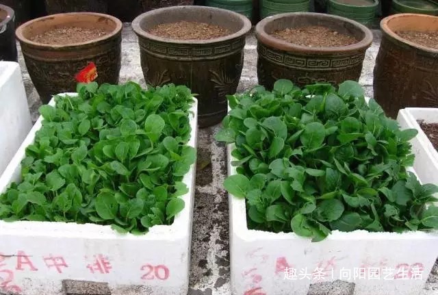 万能“养花盆”,扦插,养花,种菜,只要一个泡沫箱,一切都解决