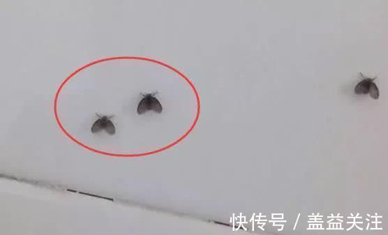 风油精|风油精和牙膏泡一泡，原来这么好用解决了很多人的烦恼