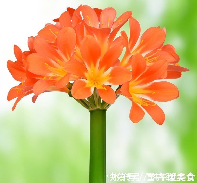 浇水|“春不出,夏不晒,秋不干,冬不湿”,君子兰的四季莳养