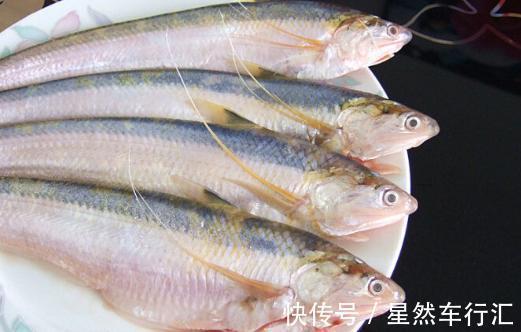 长江刀鱼|4种“名声大噪”，味道却很差的鱼，大部分人吃的只是“面子”