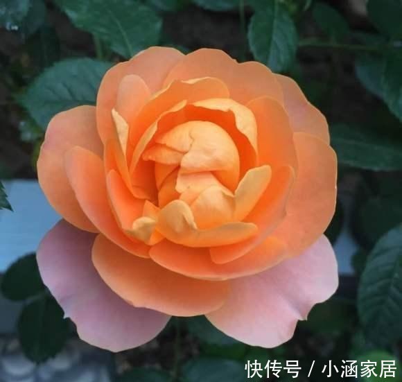  养护|超好养的月季“果汁阳台”，只需这4招，一不小心就爆盆！