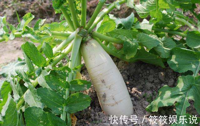 白萝卜|立冬后,吃萝卜好处多,但不要与一物共食,有很多人还不清楚!