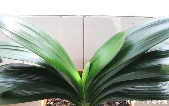 这种“小东西”给君子兰浇一点,花芽更多,叶子绿的“直冒油”