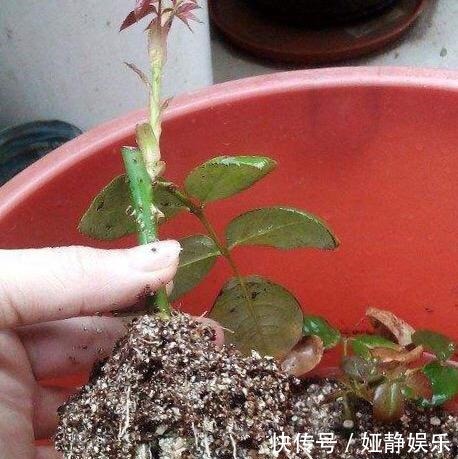 月季花“扦插后”慎浇水,成活率高10倍,10天长白根,一棵变20棵