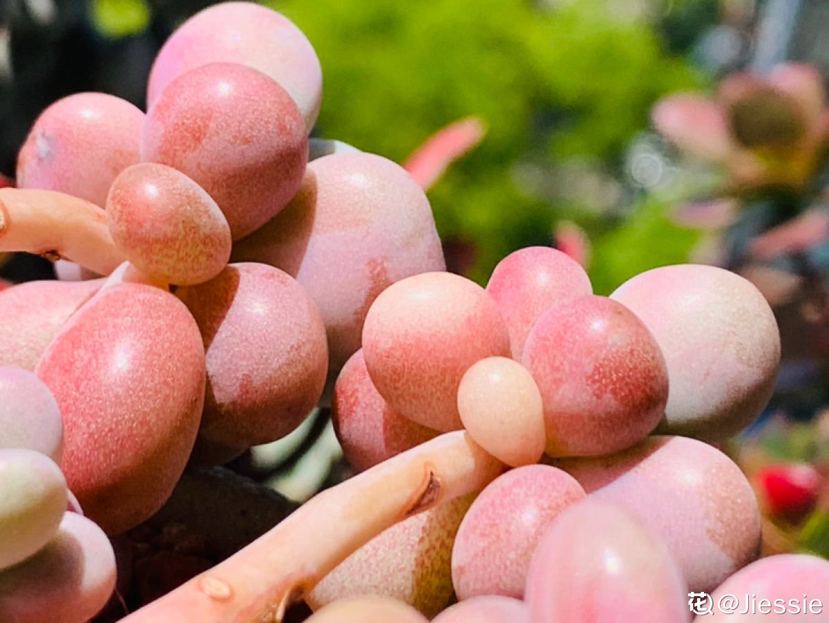 阳台上|10种多肉，正适合封闭小阳台，养起来爆盆特别快