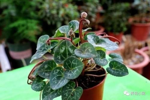 买回仙客来,按照这种方法养,年年开花满盆