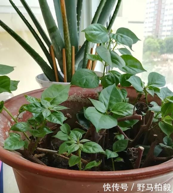 这2种大粗杆插土里,2周能生根,成活后还可以做成盆景造型