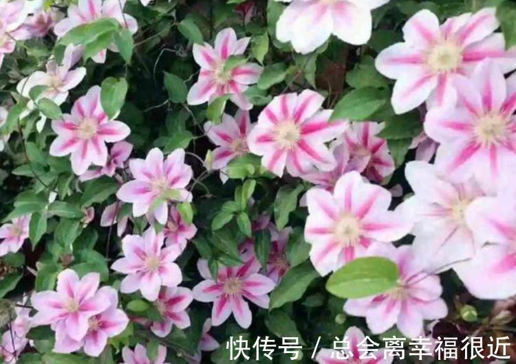 这些花卉美过玫瑰,家里养一盆,开花漂亮花期长,谁养谁喜欢