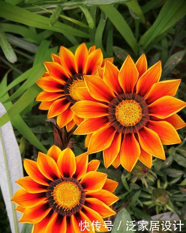 别错这款盆栽“新宠”,“一杆多花”颜色艳,单叶就可繁殖一大群
