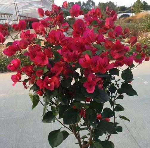 养护三角梅,我们就做好这“4点”养起来简单,开花漂亮