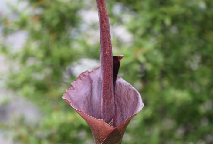腮腺癌|除了蒲公英，这4种野菜也是“抗癌良药”，最后一种现在挖正合适