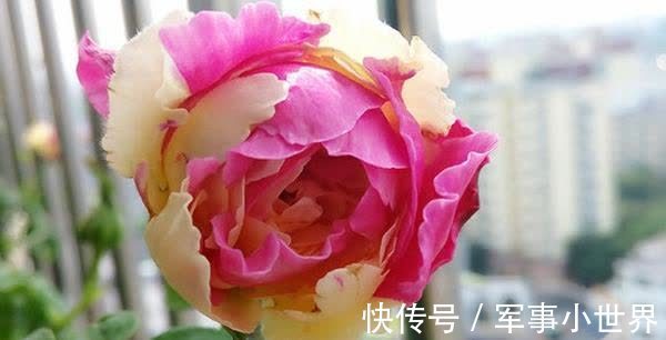 秋花|月季春花和秋花有什么区别?春花过后,做好3个多,秋花不愁开