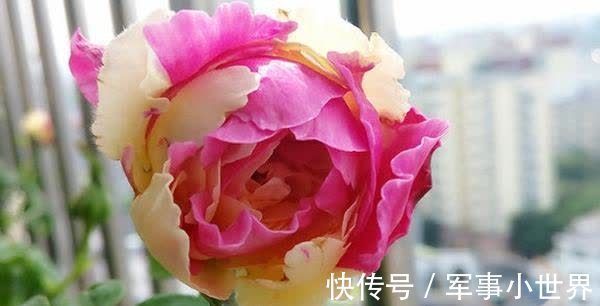 秋花|月季春花和秋花有什么区别？春花过后，做好3个多，秋花不愁开