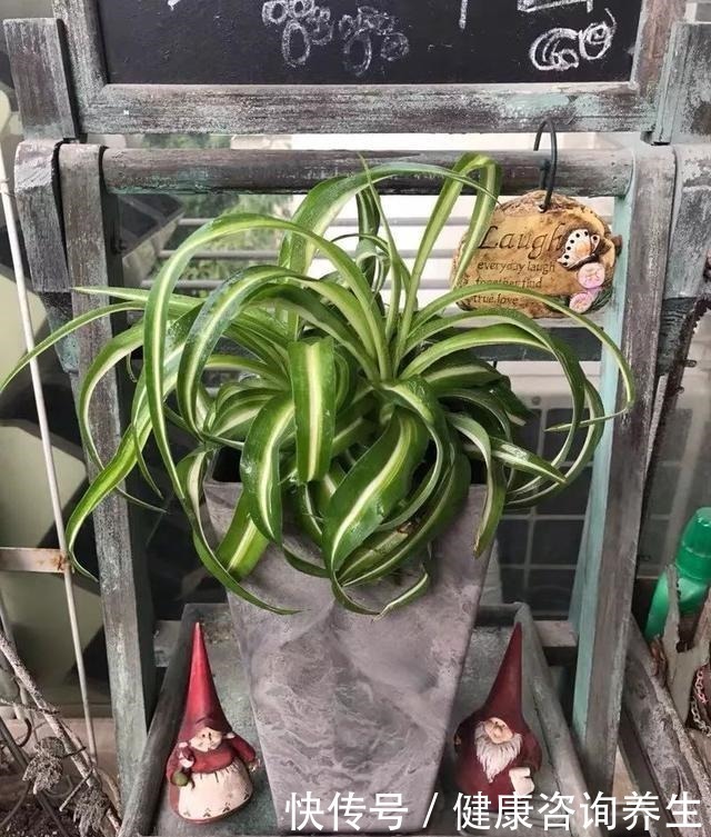 植物|想让家里病菌少，就养这五种植物，漂亮又好养，家里至少要有一种！