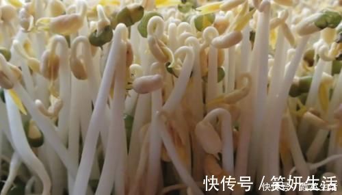 发豆芽|豆芽不用出门买,教你在家发,4天就能吃,又粗又壮好吃更安全