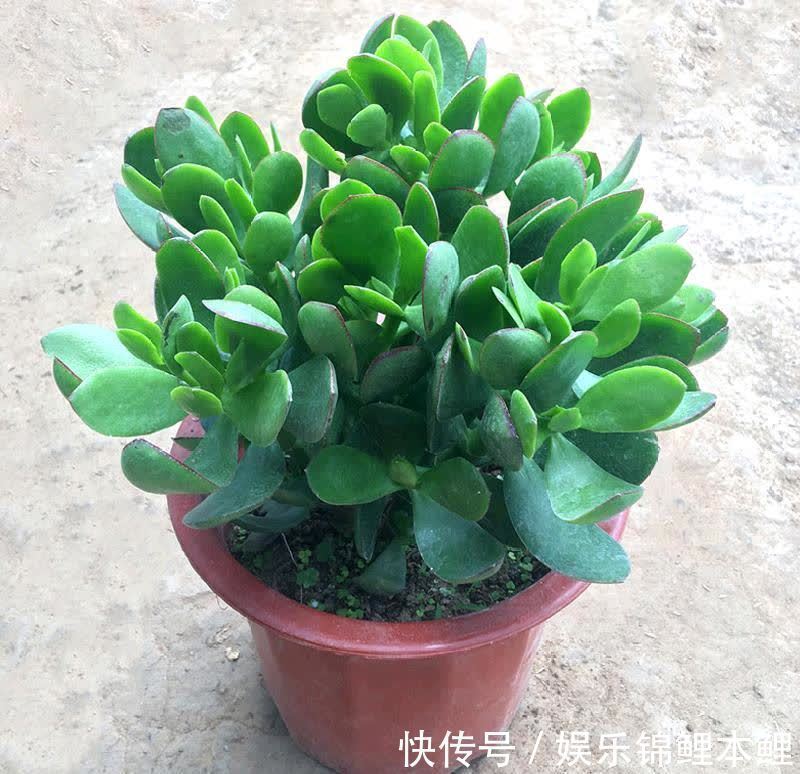 什么时候给多肉浇水合适?参考这3点,找出动手最佳时机