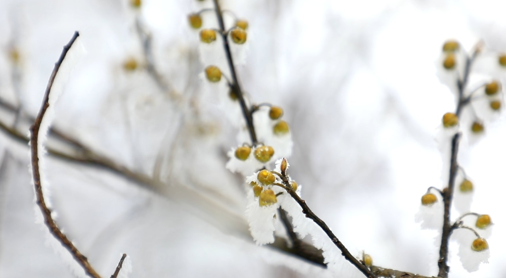 雾凇|冰花弥漫 上下一白 永康大寒山雪后雾凇惊艳