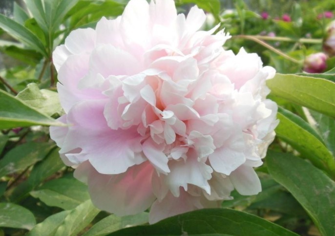 芍药花如何养更漂亮教你3个妙招，花开满枝头，花朵艳丽多彩