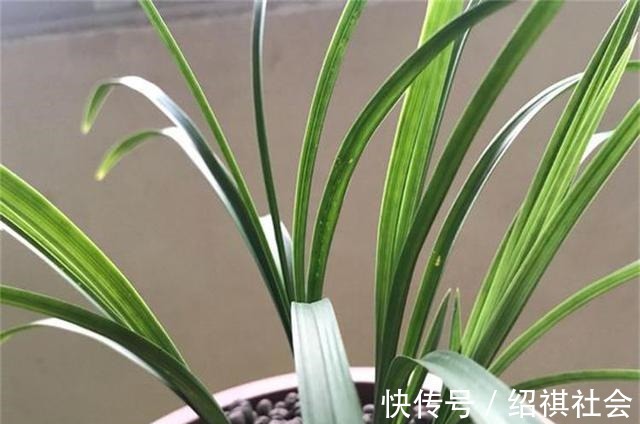 花友|养兰花,3个''窍门''别放过,省时省力,植株还容易旺