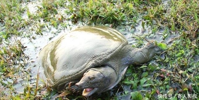 完全不需要技术也能钓到的三种鱼,钓到这些鱼别再向人炫耀了