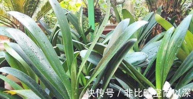 养君子兰，浇1杯“营养液”，7天冒花苞，花朵鲜艳，越长越美！