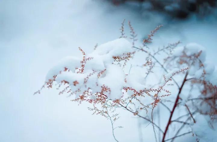  安康|今日大雪，愿君安康！