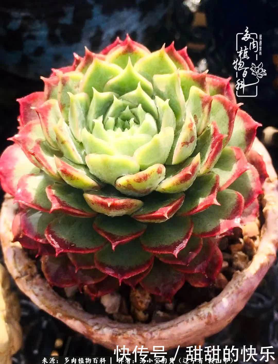 蚧壳虫|远嫁他乡,多肉是我孤寂时最美的陪伴!