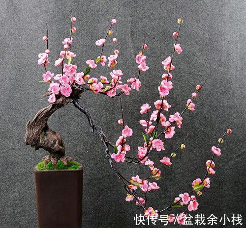 茶花|有钱人家的院子，爱养这4种花，高档有品味，富贵又典雅