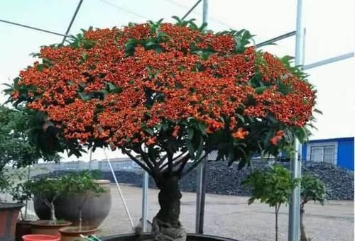 这几种盆栽最适合当传家宝,养一棵能传十代,长寿旺福又聚财