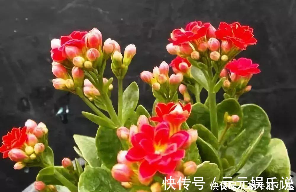 二氧化碳|家里养这12种“吸毒”绿植，净化空气，老人小孩少生病