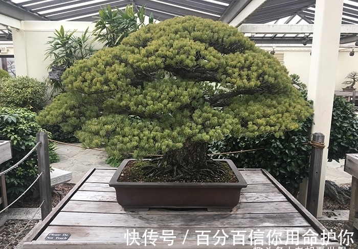 盆景|394岁的松树盆景在广岛原子弹爆炸中幸存至今