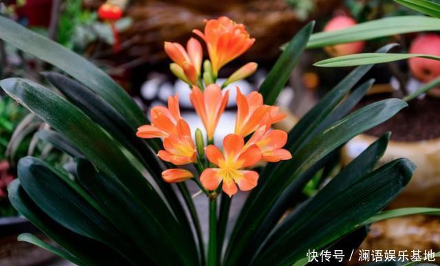 养君子兰、长寿花,盆里撒点“万能肥”,新芽猛长,呼呼开花!