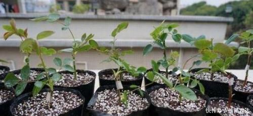 养花|不敢尝试扦插?捏准“7个要点”,养花省钱、还能拥有更多