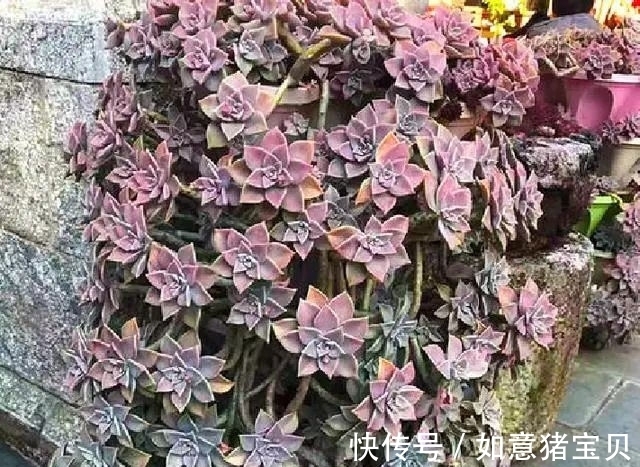 3种多肉很好养,被花友称“热不死”,太阳一晒就“很美”
