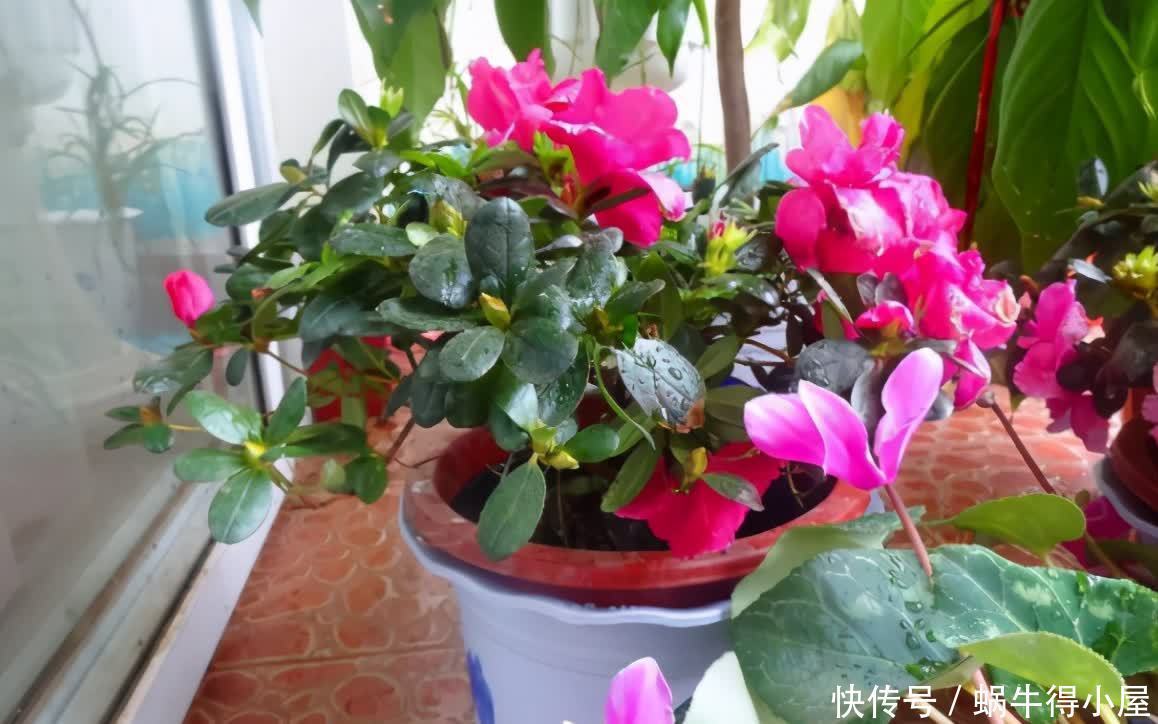 挖掘木炭养花用途：当肥？改善土壤？防治病虫害？