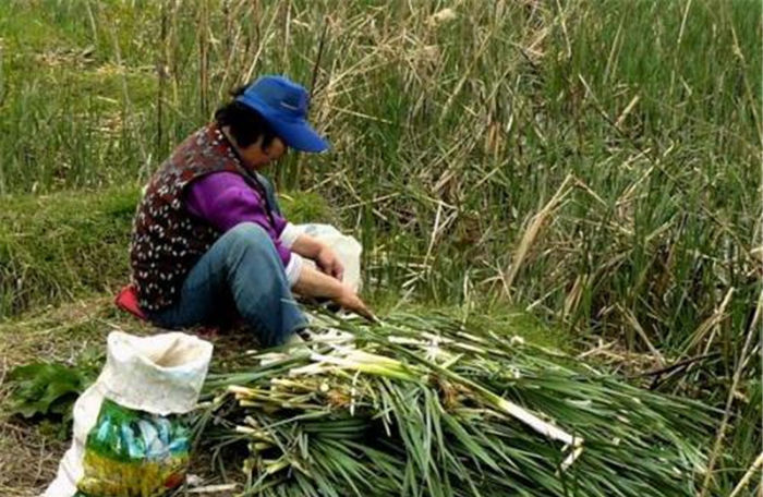 强身健体|天热就猛长,如今有人大量种植,一斤10元,5月正鲜嫩