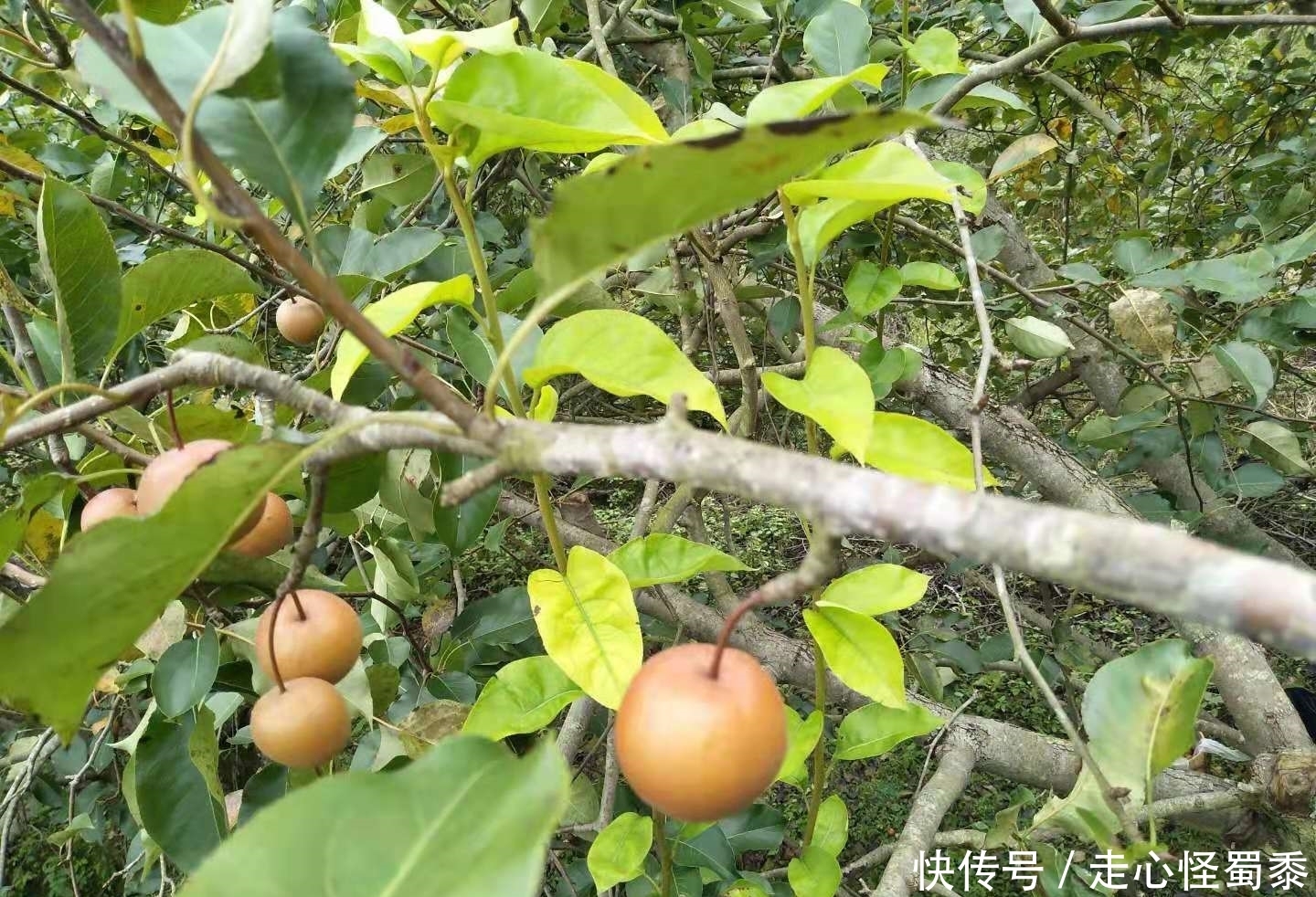 棠梨|山上的这种野果,我们叫它棠梨子,还能做糖葫芦,这种做法好吃