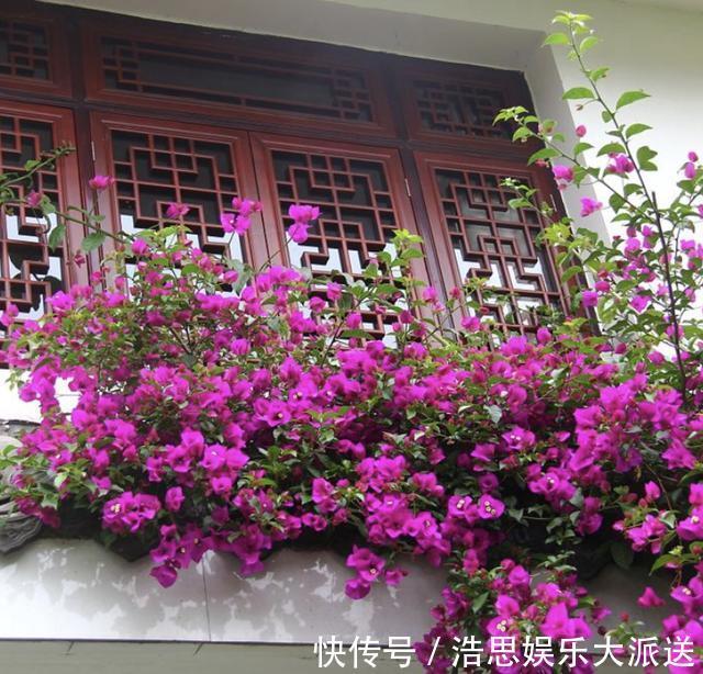 阳台上|三角梅在花期“开花少”,将“4点”把握好,开花99朵,变花树!