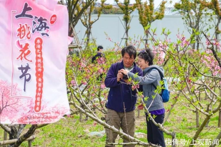 南汇桃花村/新场古镇/浦东红窑……这场浦东的花之约，你来了吗？