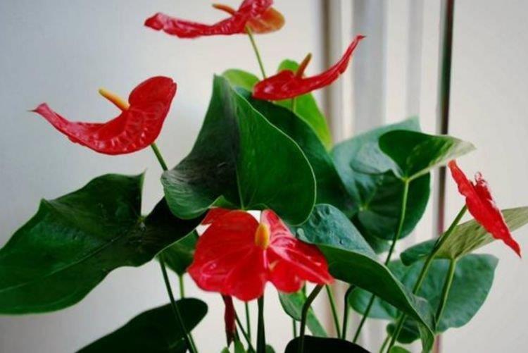 4种花,一养就上瘾,随手养一盆,花美色艳,花儿轻松开爆盆