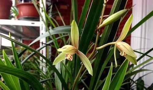  兰花|想养好兰花，下足功夫，掌握方法，长得旺开花多