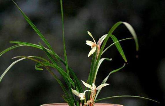 兰花|买到裸根带花的兰花苗,1步操作必须做,不然延缓生长,甚至枯死