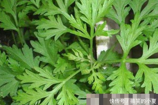 艾草不仅能泡脚,还能洗头,坚持一周,好处主动找上门